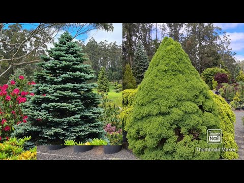วีดีโอ: โก้เก๋ - มันคืออะไร? ต้นสปรูซ. ต้นสน (ภาพถ่าย)