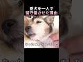 愛犬を一人で留守番させた理由