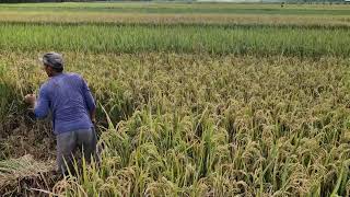ULTRA SHARP SICKLE! SUPER FAST RICE HARVESTING WITH AN ULTRA SHARP SICKLE! - tools agriculture