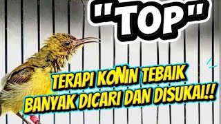 Top Terapi Koninkolibri Terbaik Bikin Cepat Gacor