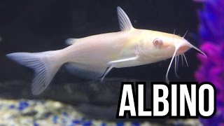 Albino Channel Catfish 