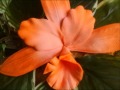 Curso decorado para fiesta arreglos florales en fomi termoformado