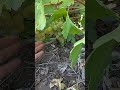созрел виноград Гарольд 19.08.2023 г.