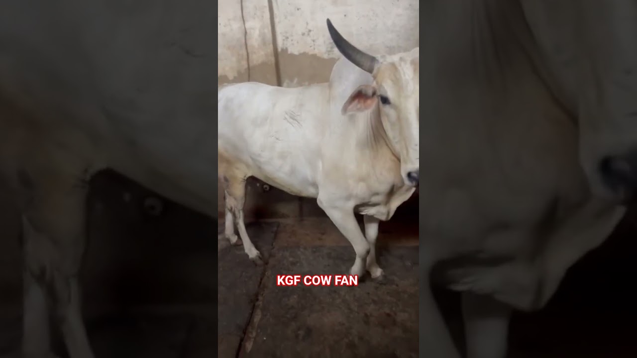BEAUTIFUL HARIYANA COW FOR 2026 NEW COLLECTION 