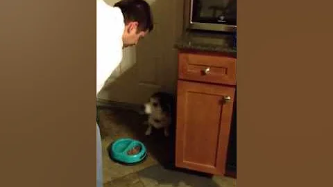 Pups get dinner