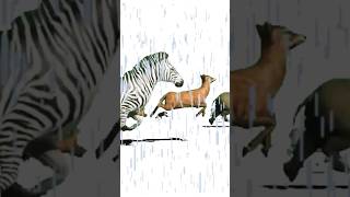 Animal Stampede At Heavy Rain