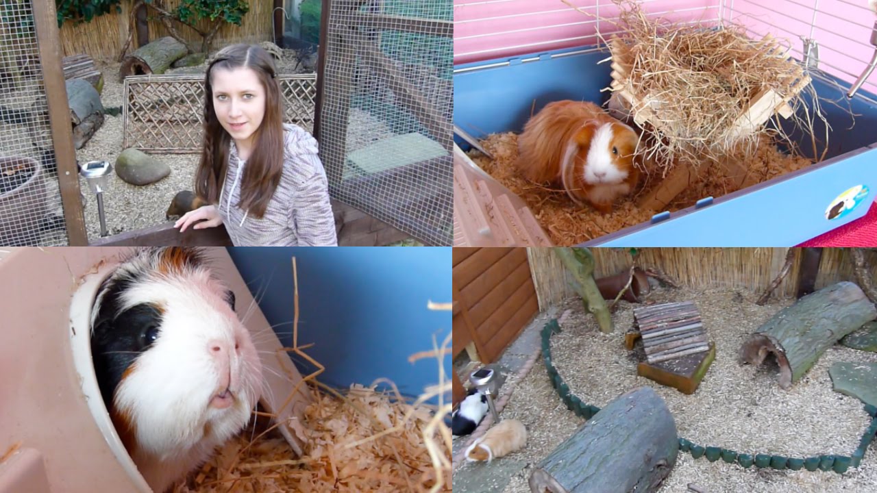 guinea pig palace