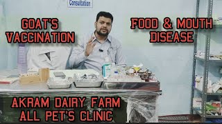 Goats Vaccination update for foot and mouth disease | FMD vaccine giving at Akram dairy farm Clinic
