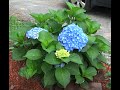 An Easy Guide for Pruning Macrophylla Hydrangea Plants