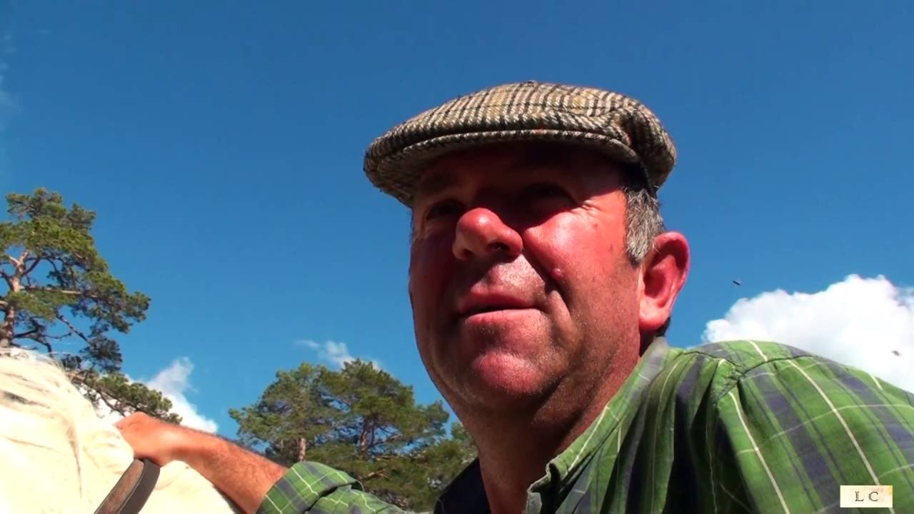 Trashumancia por el Parque Natural de la Serranía de Cuenca. El Regreso en primavera