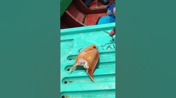 KORBAN‼️PREDATOR AIR WADUK JATILUHUR #fishing #mancing #casting_toman