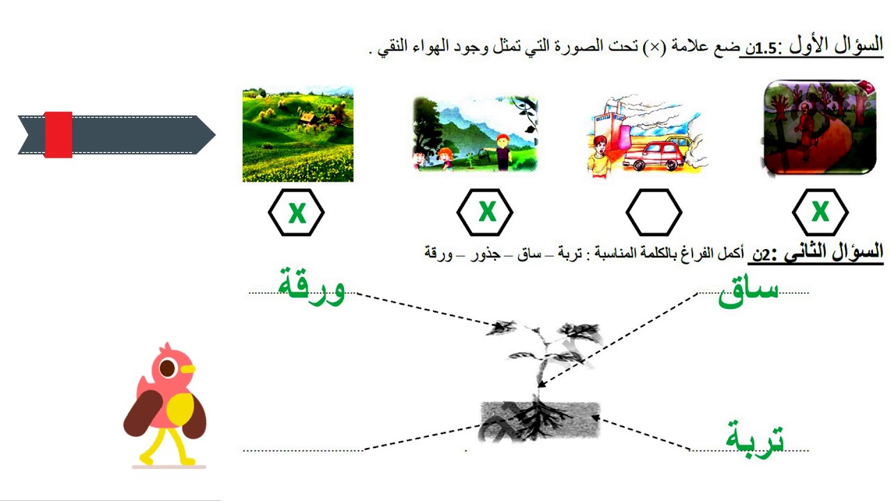 حل امتحان الفصل الأول  في مادة التربية العلمية / السنة الثانية ابتدائي/2018-2019