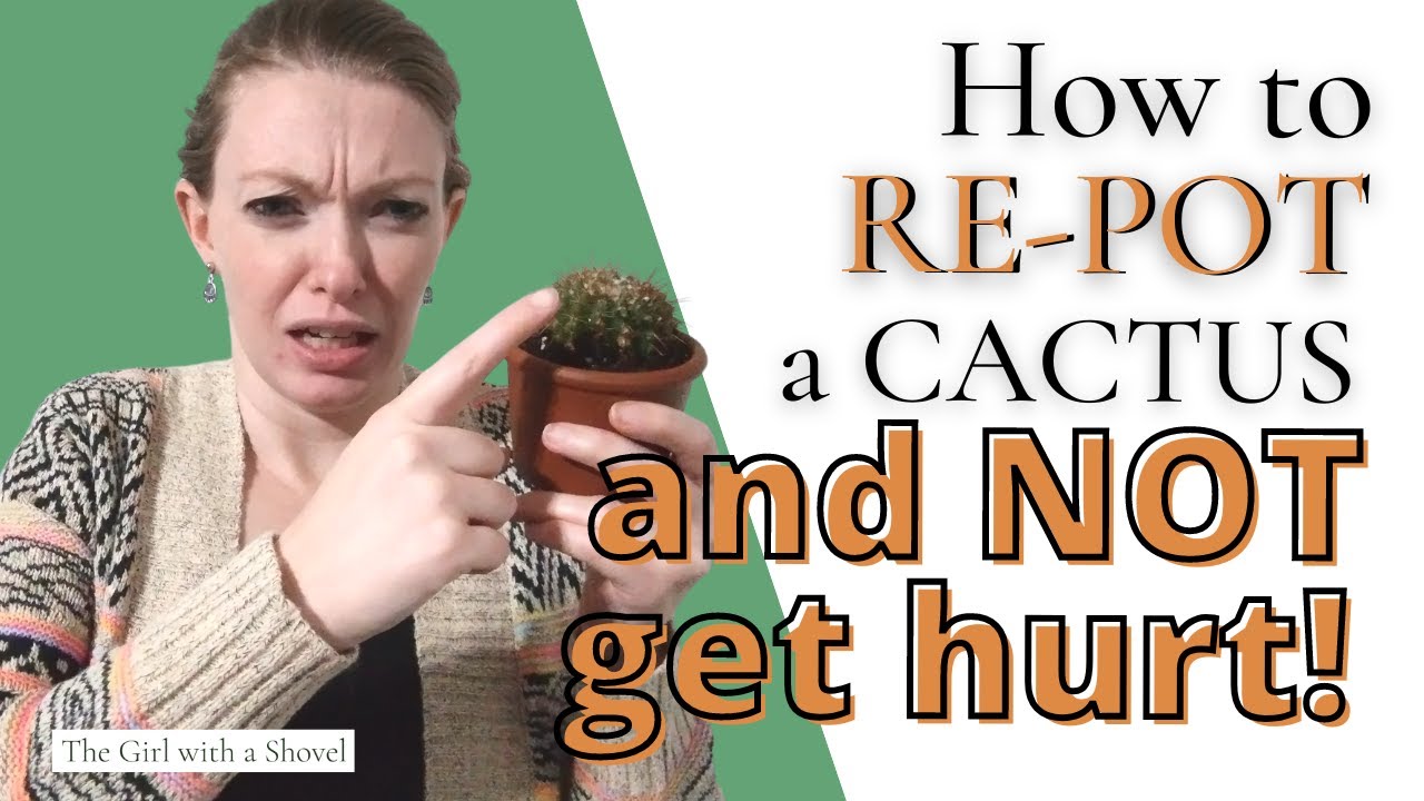 Don't Get Pricked! Learn How to Repot a Cactus, Easy & Safe! YouTube