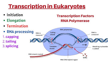Transcription in Eukaryotes Initiation Elongation Termination Transcription Factors & RNA processing