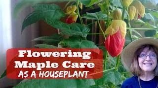 My Most Blooming Houseplant - Abutilon or Flowering Maple - Now to Root Some Cuttings!