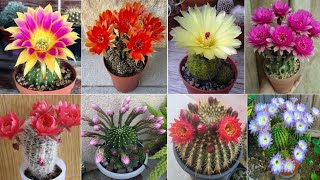 : 83 ECHINOPSIS Cactus Plant Varieties | Echinopsis Varieties | Echinopsis types | Plant and Planting