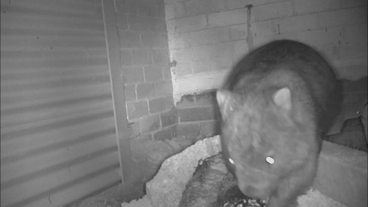 Wombat digging under house caught on trail camera - YouTube