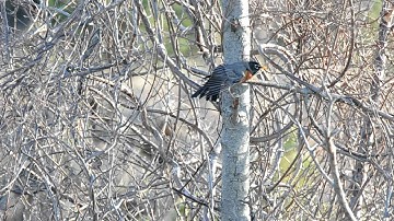 A Robin,First sign of Spring