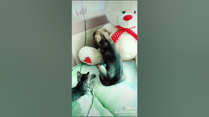 Первая встреча щенка с котенком. Реакция щенка