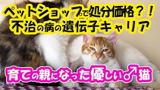 #54 ♂猫なのに保護子猫にオッ〇イペットショップの売れ残りで処分価格、不治の病の優勢遺伝子キャリアだった雄猫が保護子猫の育ての親になりました