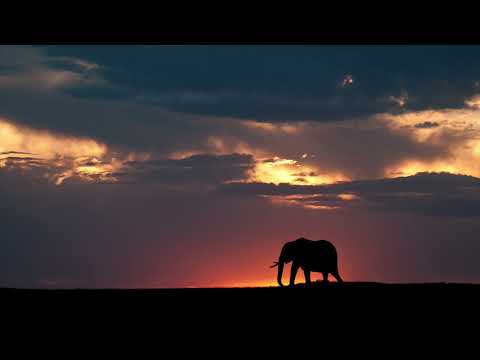 Best Of Bvdub Vocal Compilation Part 2 