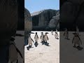 Antarctica Penguin #shorts #short #tiktok