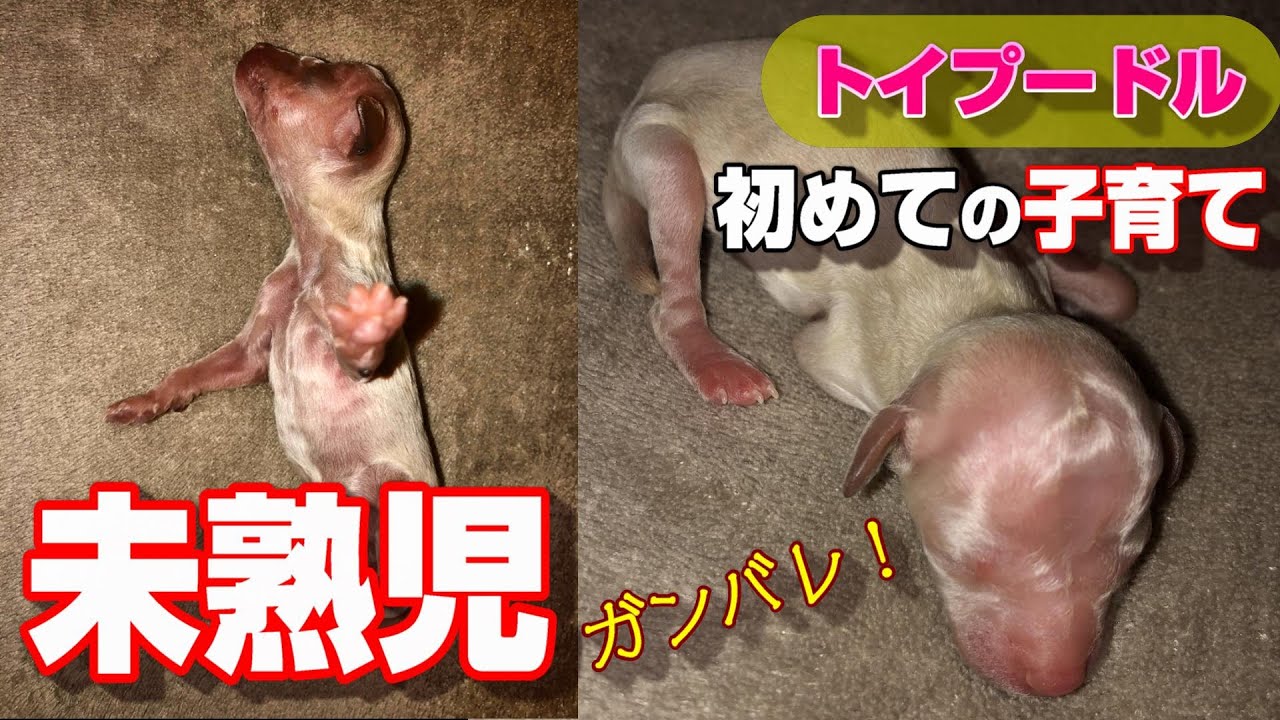 【未熟児】【出産】トイプードルの赤ちゃん！懸命に生きる子犬 YouTube