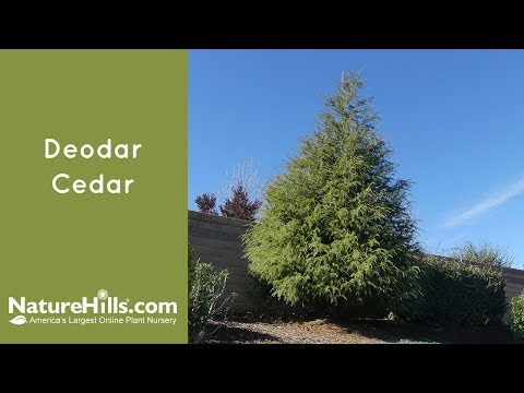 Video: Deodar Cedar Care – õppige, kuidas hooldada deodari seedripuid