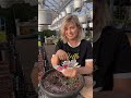 Planting tutorial petunia supertunia vista mix