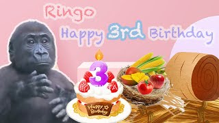 金剛猩猩Ringo三歲生日快樂Happy 3rd birthday to gorilla RingoTaipei Zoo臺北市立動物園