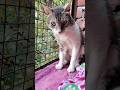Good morning  shorts youtubeshort catlover kitten meow animallover creator 4k goodmorning