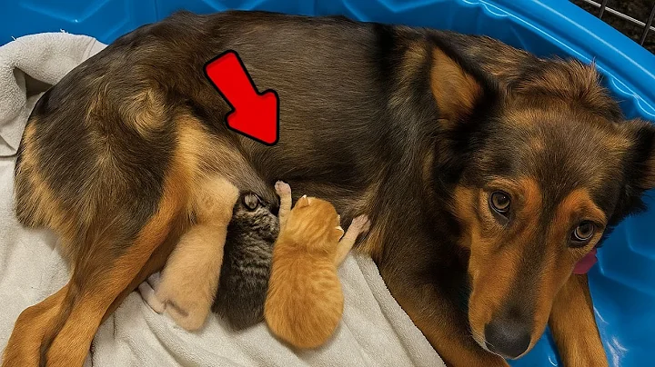 Dog Adopts and Nursing Three Orphaned Kittens After Losing Her Own Puppies