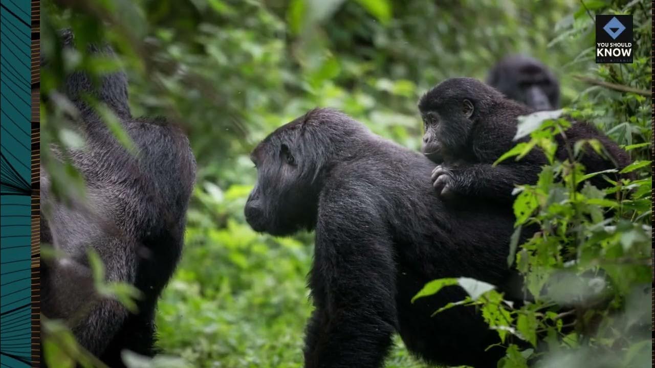 Top 10 Endangered Species Making a Comeback YouTube