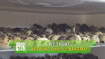 Kỹ thuật ấp trứng chim cút bằng máy | VTC16