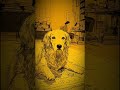 This Makes Your Dog Feel Safe 🐾 #dogpsychology #dogbehavior #shorts