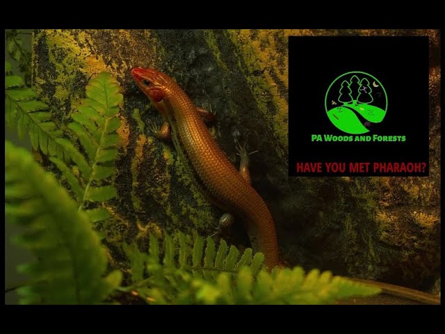 Skink Care: Pharaoh (Re)Introduction