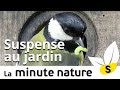 SUSPENSE AU JARDIN (No 92)