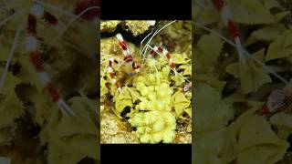 Креветка-боксер  вышла покушать в Красном море 🦐 #египет #красноеморе #креветки #подводноевидео