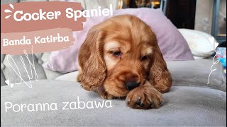 Cocker Spaniel Angielski  poranna zabawa