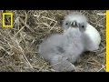 Highlights of cute baby eaglets from dcs eagle cam  national geographic
