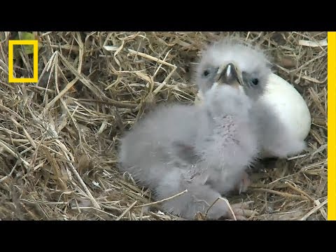 Highlights of Cute Baby Eaglets From .'s Eagle Cam | National Geographic  - YouTube