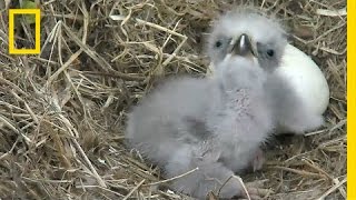Highlights of Cute Baby Eaglets From D.C.’s Eagle Cam | National Geographic