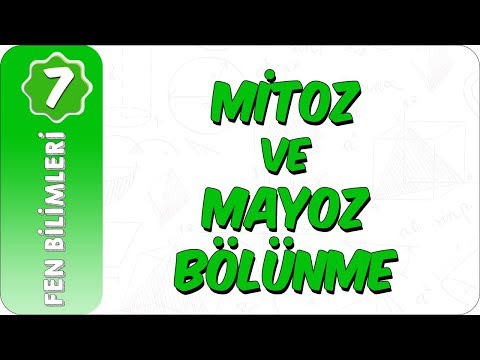 7. Sınıf Fen Bilimleri | Mitoz ve Mayoz Bölünme