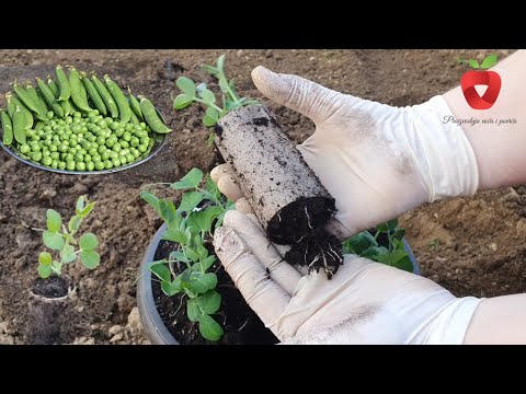 Video: Ինչ է Mycorrhizae. Իմացեք միկորիզային սնկերի և բույսերի մասին