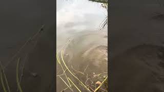 Perfect release 5 pounder
