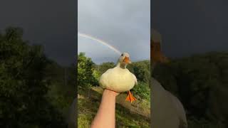 УТРО В ДЕРЕВНЕ ☺️♥️❤️🌞🌄#shorts #животные #позитив #shorts #positivevibes #duck #nature #love #peace