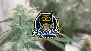 Mandela Effect Auto fem bred by NIGHT OWL SEEDS update