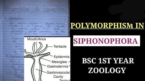 Polymorphism in siphonophora notes #bsc1styearzoologynotes #zoologynotes #bbmku #vbu #skmu