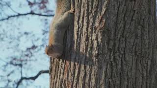 Chillin' with Eastern Gray Squirrels: Nature's Little Acrobats