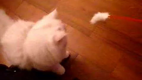 Video 11848541: cat chinchilla